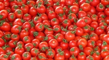 سعر الكيلو الطماطم في سوق العبور الثلاثاء 24 مارس